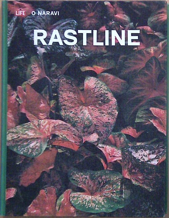 Rastline