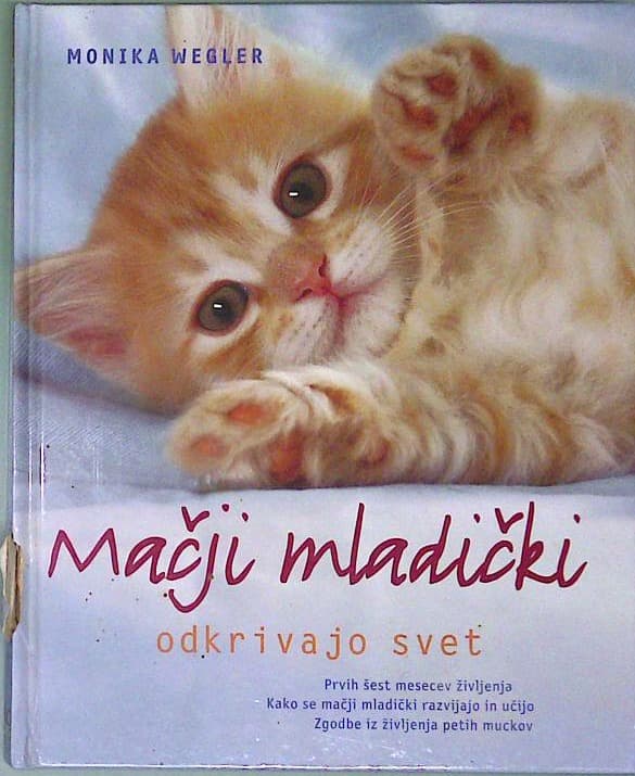 Mačji mladički odkrivajo svet