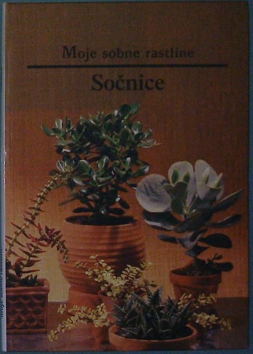 Moje sobne rastline / Sončnice
